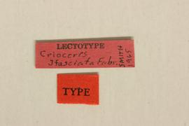              Crioceris trifasciata Fabricius, lectotype,   labels       